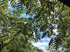 -大岭沟猕猴桃谷风景区