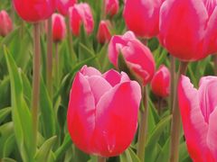 -石家庄市植物园