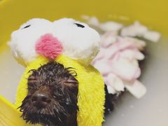 -Oh My Dog宠物沙龙(伊珊娜皮毛护理店)