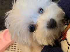 -1013 PET SHOP 宠物商店(近铁城市广场店)
