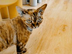 -有喵·猫咖·狗咖·30几只猫10只小狗(岗厦店)