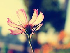 -老佛爷铜炉蛙锅(东门老街店)