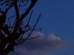 -宠爱国际动物医院· 猫科· 外科·中兽医(长白店)