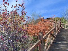-大岭沟猕猴桃谷风景区
