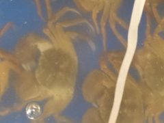 -阳澄湖大闸蟹·琼灵阁牌品牌连锁(吴中总店)