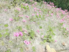 -合肥滨湖国家森林公园