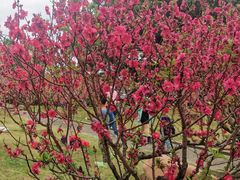 -广州莲花山旅游区