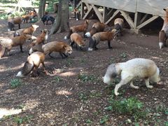 -宫城藏王狐狸村