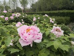 -洛阳市隋唐城遗址植物园