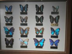 -上海昆虫博物馆