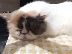 -平行世界·猫咖(首经贸店)