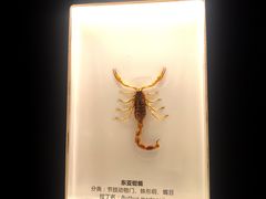 -河南自然博物馆