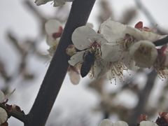 -无锡梅园公园