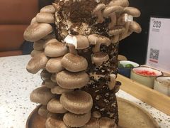 鲜活菌菇棒-椰子营·椰子鸡火锅(万象里店)