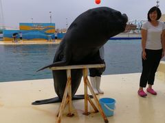 -秦皇岛乐岛海洋王国