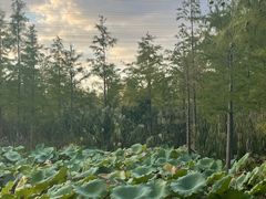 -昆山城市生态森林公园
