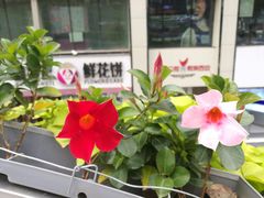-潘祥记鲜花饼(科技路旗舰店)