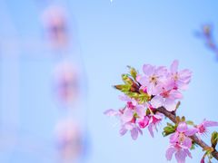 -顾村公园