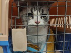 -瑞派康怡24h宠物医院·犬猫医疗中心·微创绝育(瑞景分院)
