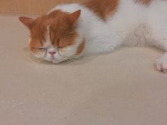 -飞行喵MR PILOT|猫舍·猫咖(静安大融城店)