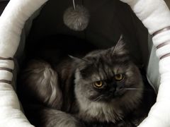 -糯米喵星人总部直营旗舰店·猫舍·幼猫出售