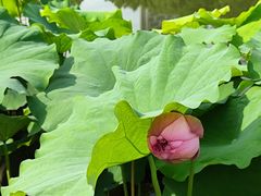 -陈家山荷花公园