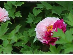 -仙合盛东北铁锅炖(总店)