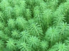 -南山植物园