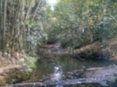 -大屏嶂森林公园