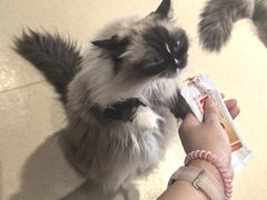 -藏猫猫咖啡主题馆(中央大道店)