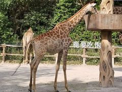 -上海野生动物园