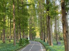 -黄海国家森林公园