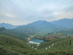 -龙坞茶村