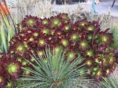 -墨尔本皇家植物园