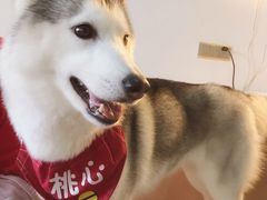 -Husky Go! 哈士奇体验馆·宠物咖啡厅狗咖