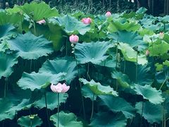 -陈家山荷花公园