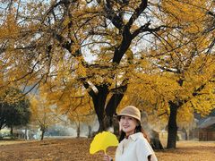 -千年银杏谷文化旅游区