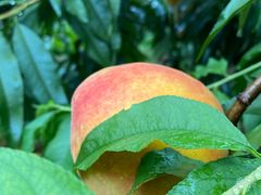 -樂桃源奉贤黄桃种植采摘基地