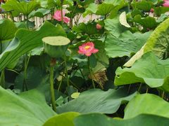 -龚家花园农家乐休闲别墅