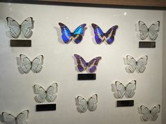 -上海昆虫博物馆