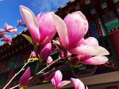 -丰台花园