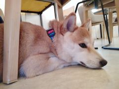 -餐酒吧Com-ing Bar(上海路店)