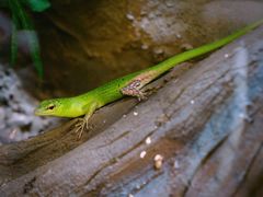 -帕帕拉兹宠物(亚洲旗舰店)