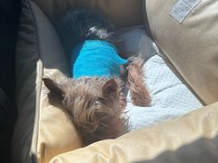 -芭比堂动物医院·CT·微创中心(新顺分院)