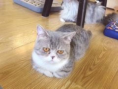 -萌喵宠狗爱心宠咖