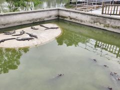 -池杉湖湿地公园