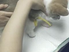 -爱侣·安琦尔宠物医院·中兽医针灸·心内科·狂犬免疫点(宝山区院)