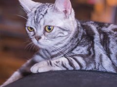 -more than meow吴止猫主题餐厅(承德 中船汇店)