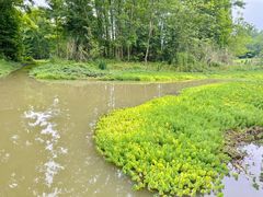 -桤木河湿地公园