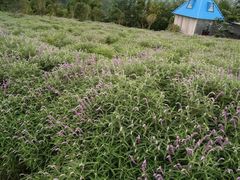 -中国香山·寿香谷